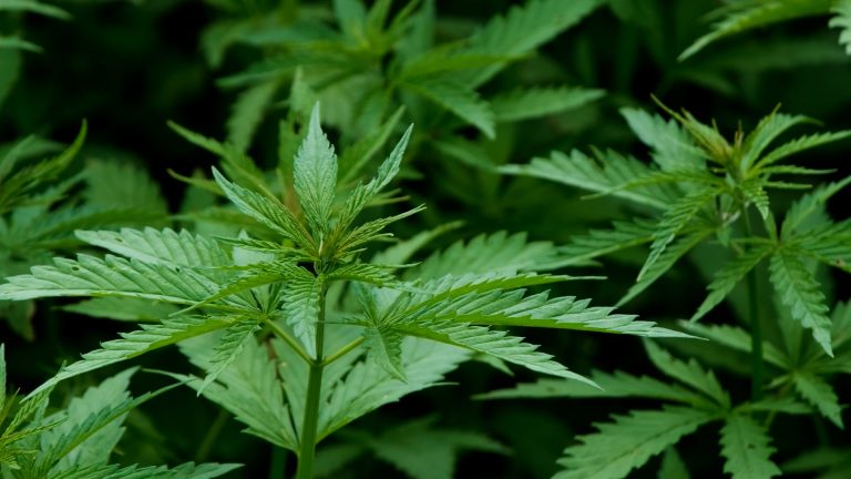 Americas Cannabis Directory 1934836128 1dfd670da44f3743abd089856ae38854926a9706b0c84151e53a09a4e7803b68 d 768x432