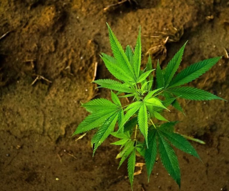 Babyplant 2880w 768x642