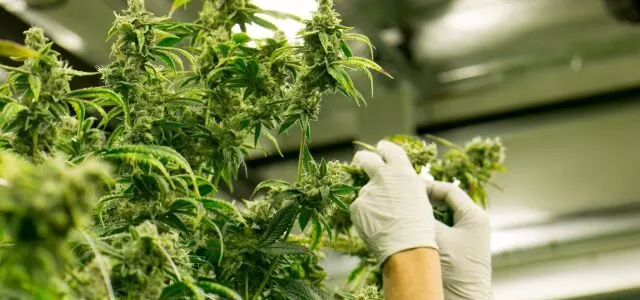 cannabis Safety Compliance Facility 2