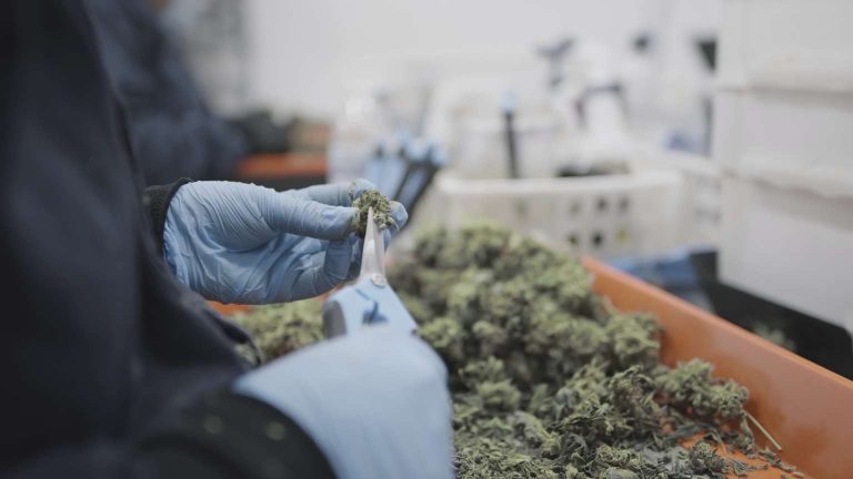 Kentucky Cannabis Location Medical use 1 1 768x432