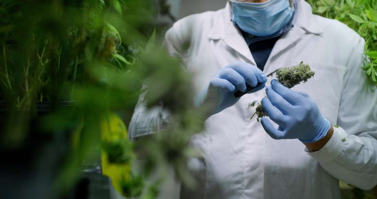 Kentucky Cannabis Location Medical use 12 768x405