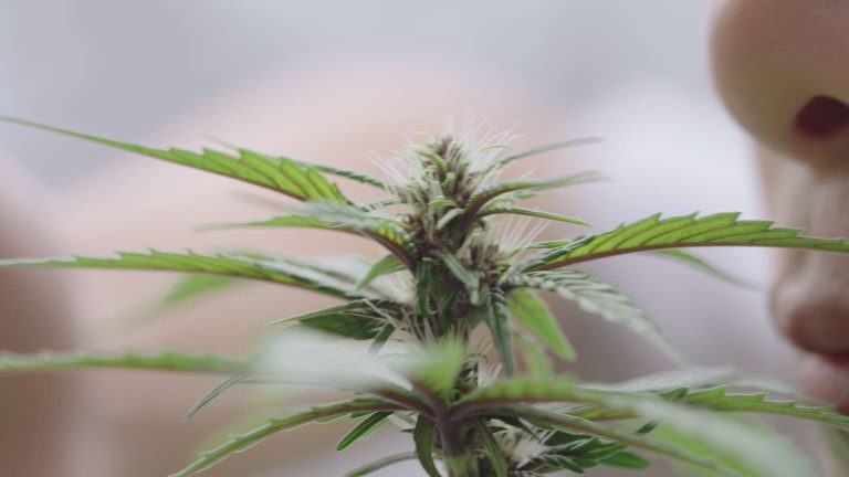 Kentucky Cannabis Location Medical use 6 4 768x432