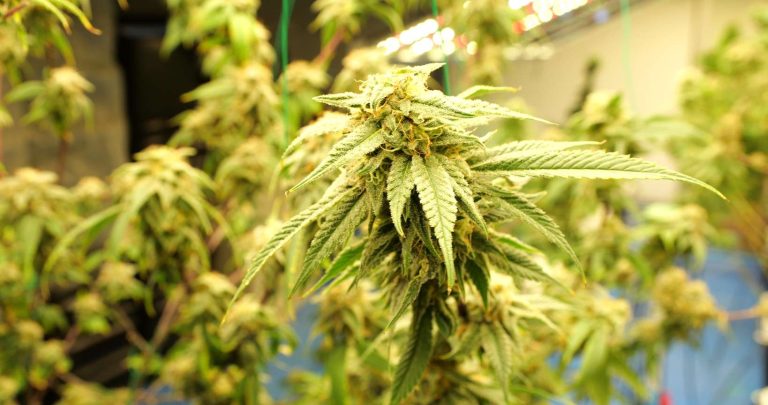 Kentucky Cannabis Location Medical use 9 3 768x405