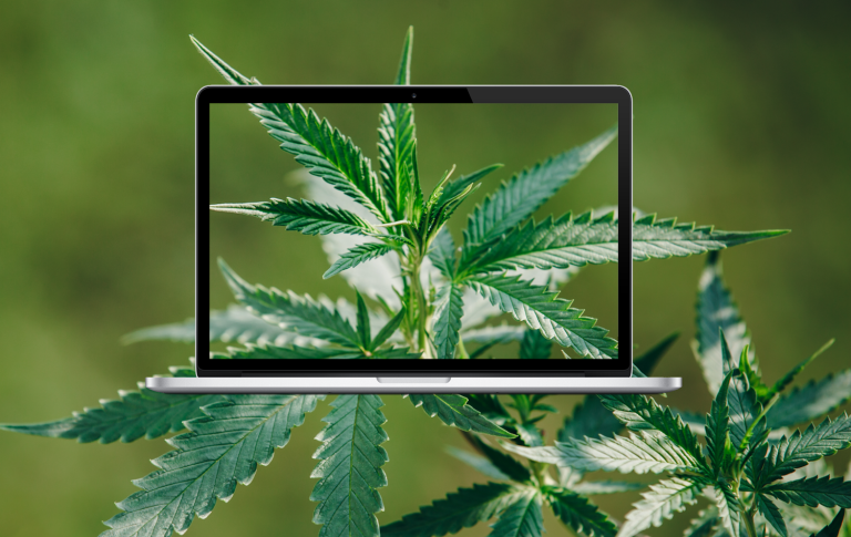 cannabis website kentucky 768x485