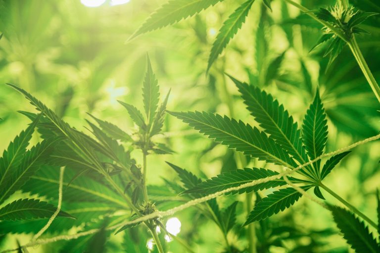 kyaltcare cannabis kentucky medical 768x512