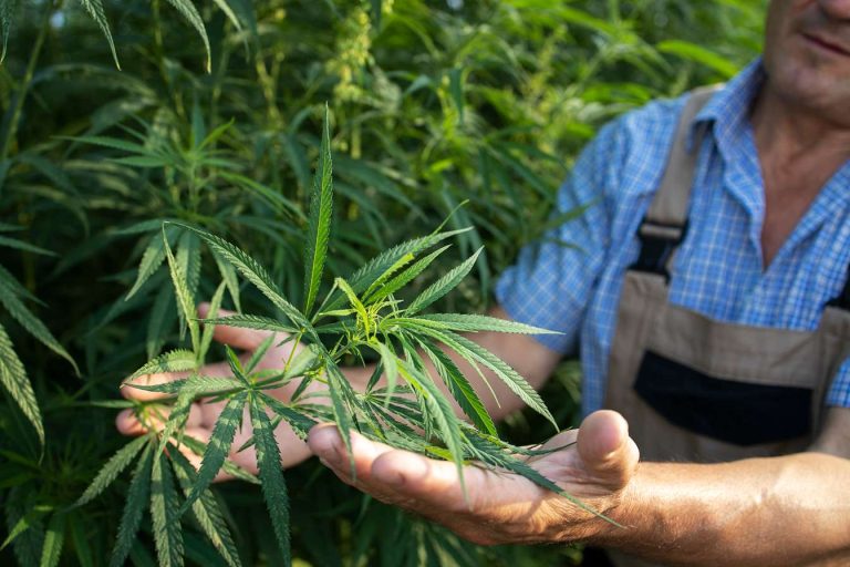 Cannabis Cultivator Kentucky 8 6 11zon 768x512