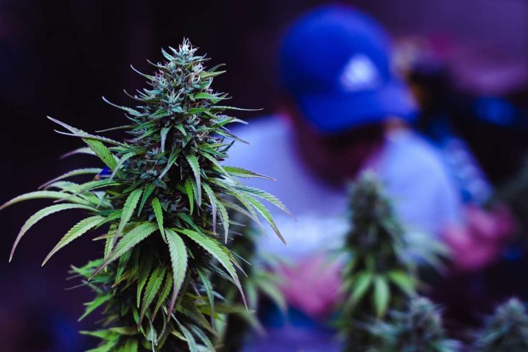 Cannabis Cultivator Kentucky 9 4 11zon 768x512