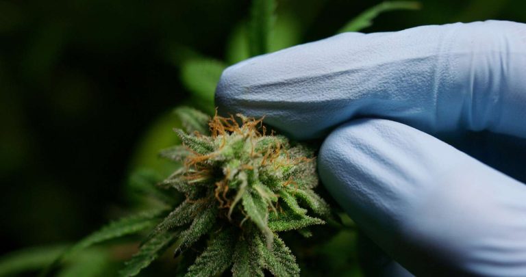 Americas Cannabis Directory Kentucky Cannabis Location Medical use 10 768x405
