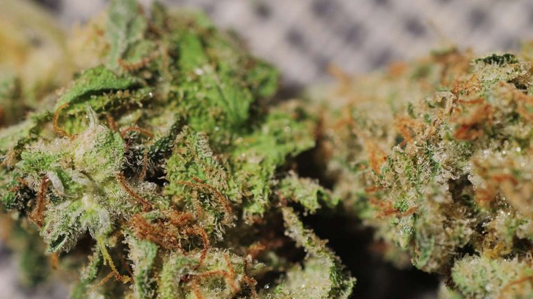 Kentucky Cannabis Location Medical use 4 768x432