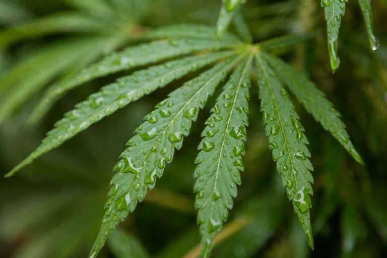 Americas Cannabis Directory Ky dispo Dispensary Kentucky Cannabis 4 3 11zon 768x512