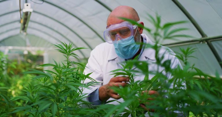Kentucky Cannabis Location Medical use 11 768x405