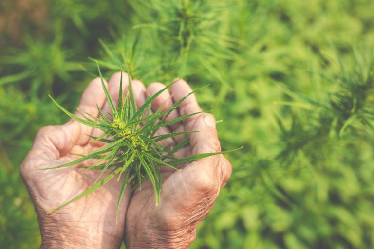 kentucky medical cannabis cultivator 1 768x512